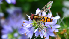 Garten-Schwebfliege (10).jpg